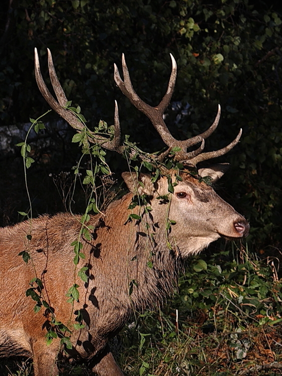 Fotografie: 
Jeden poveden