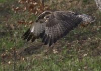 Zobrazit fotografii Letov studie I