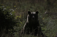 Zobrazit fotografii Půlnoční medvěd II