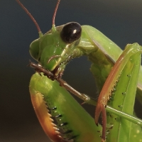 Zobrazit fotografii Mantis religiosa