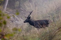 Zobrazit fotografii V rann mlze II