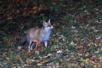 Zobrazit fotografii Lika co serala medvda I