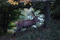 Zobrazit fotografii Tsn ped medvdy II