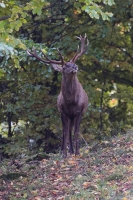 Zobrazit fotografii Tsn ped medvdy I