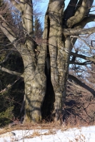 Zobrazit fotografii 