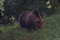 ervnov pokus III