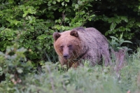 Zobrazit fotografii ervnov pokus I