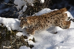Zobrazit fotografii Rys - Lynx lynx L.